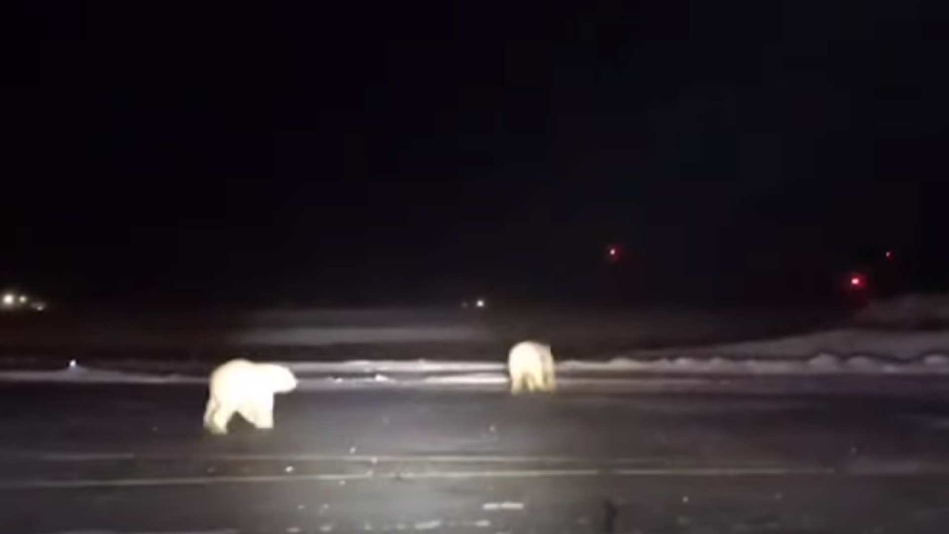 Urs polar, Alaska