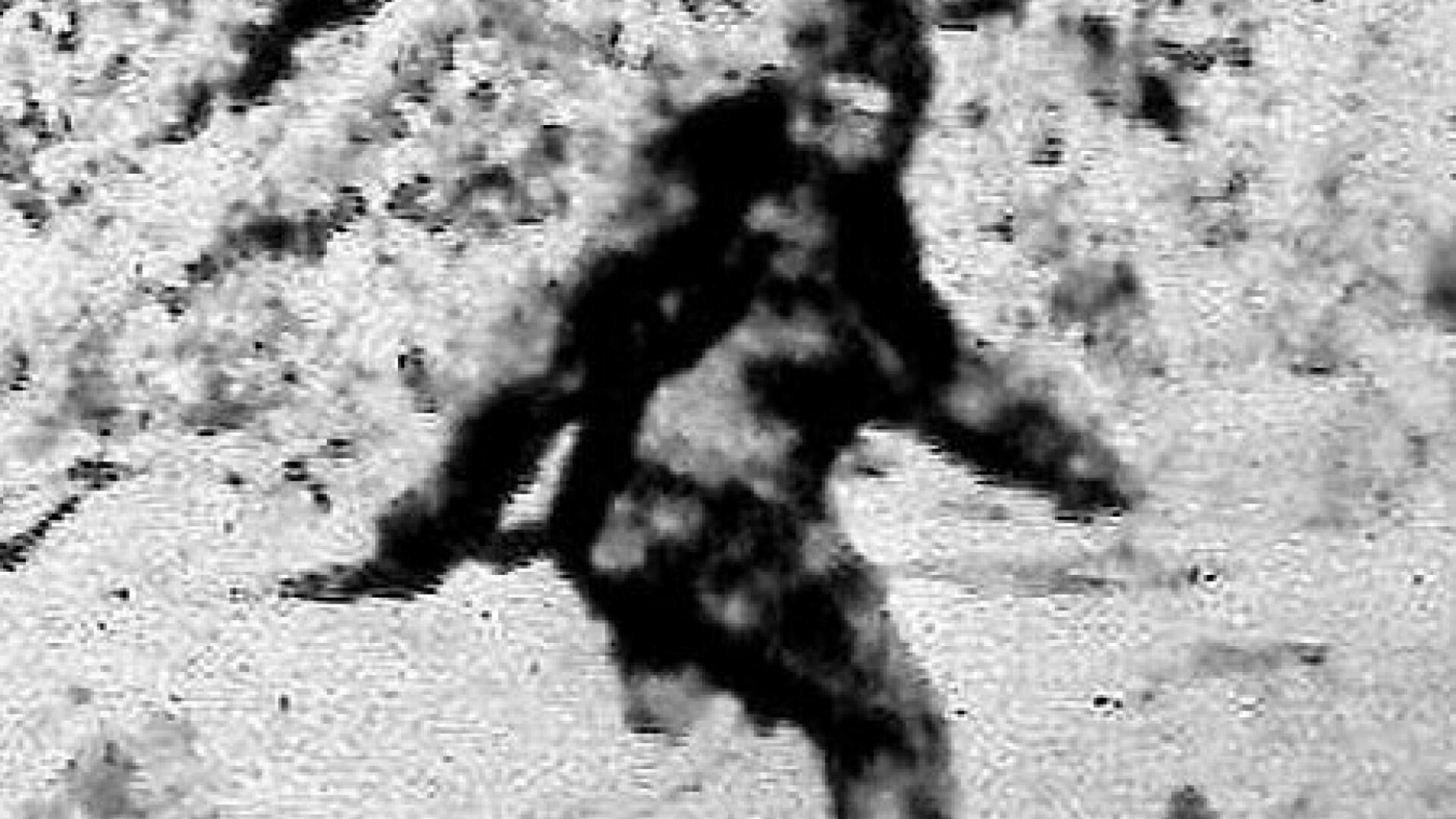 Bigfoot