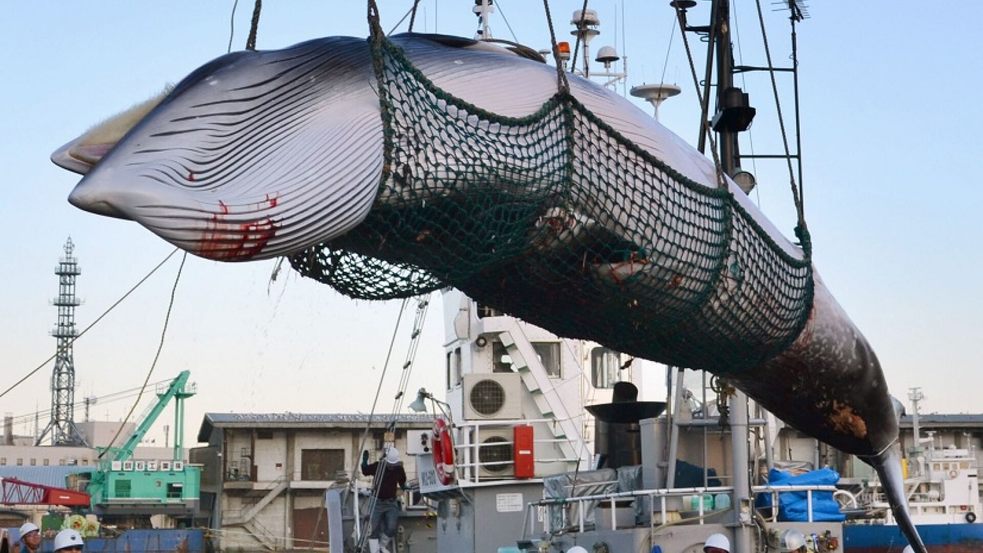 balenă pescuită în Japonia