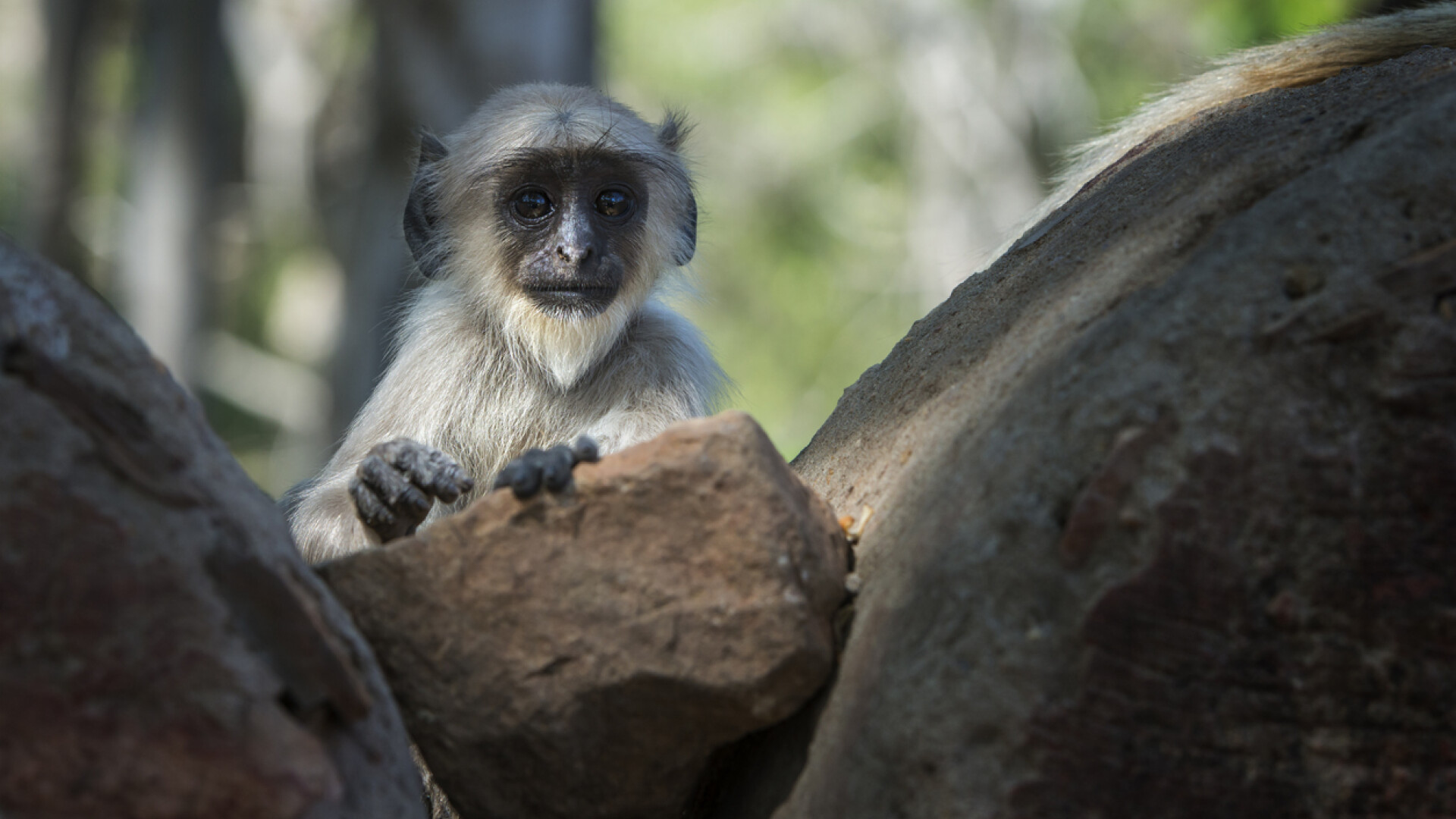 Maimuta Langur