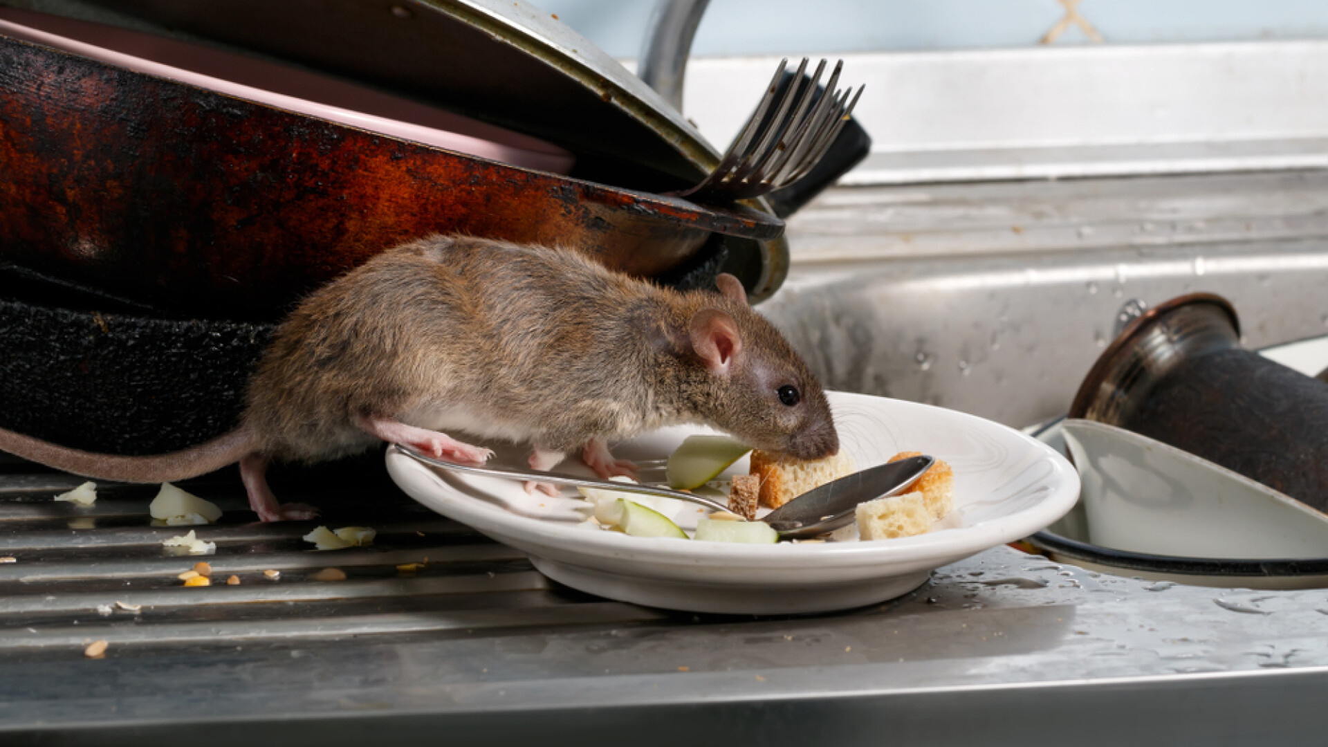 Restaurant amenințat de „hoarde” de șobolani, în Manhattan. S-au îngrășat cu avocado și orez