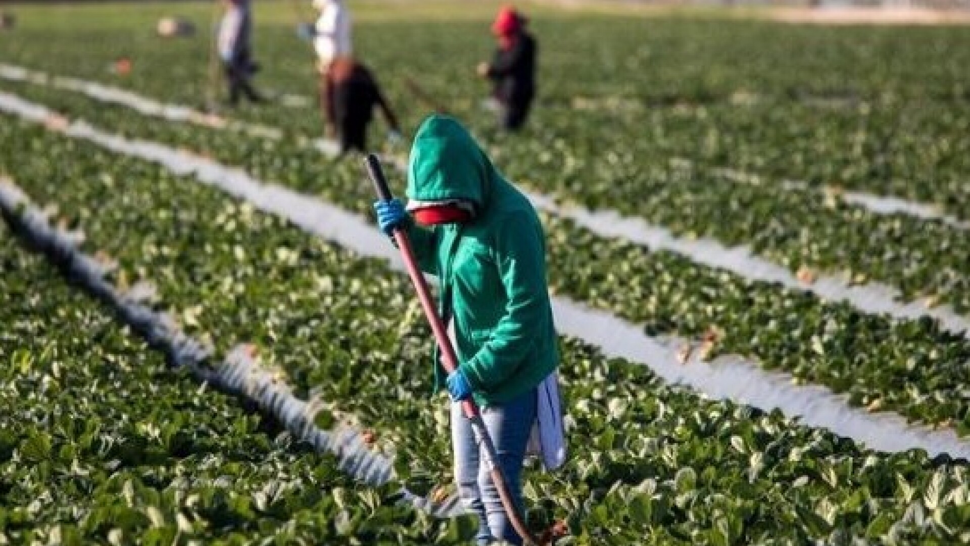 Muncitori agricultura, migranti
