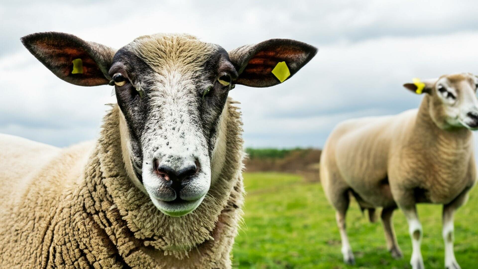 Activiștii pentru drepturile animalelor cer oprirea unui festival cu o tradiție de peste 200 de ani. Răspunsul autorităților