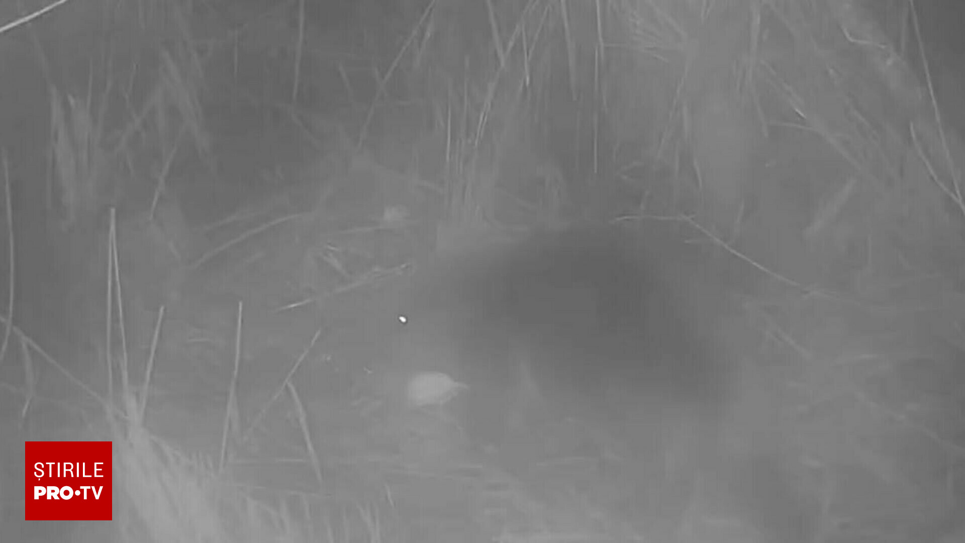 Surprins pentru prima dată în 400 de ani, în Norfolk. „Acest animal a apărut pur şi simplu” | VIDEO