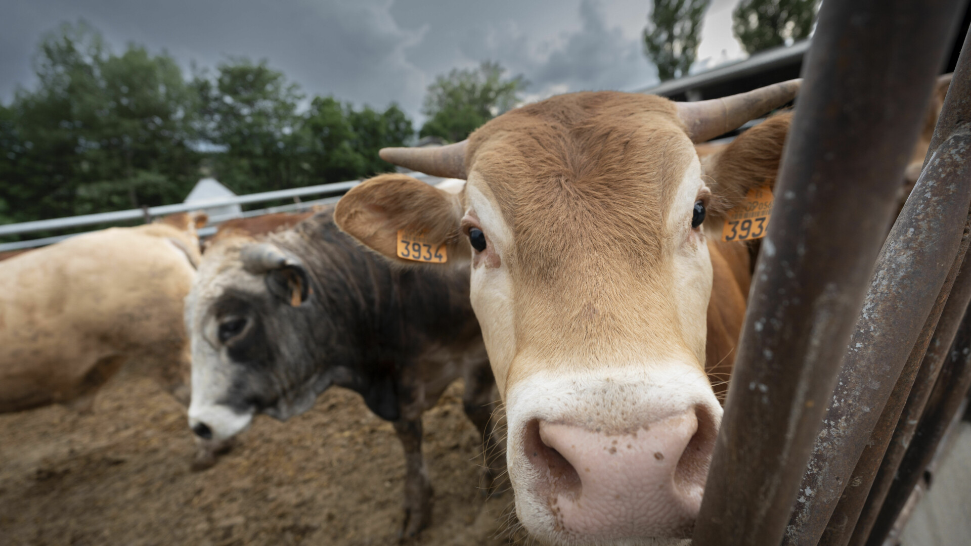 Pentru ce i-a dat un sibian șpagă de 1.000 de euro și un vițel unui polițist. A fost prins în flagrant