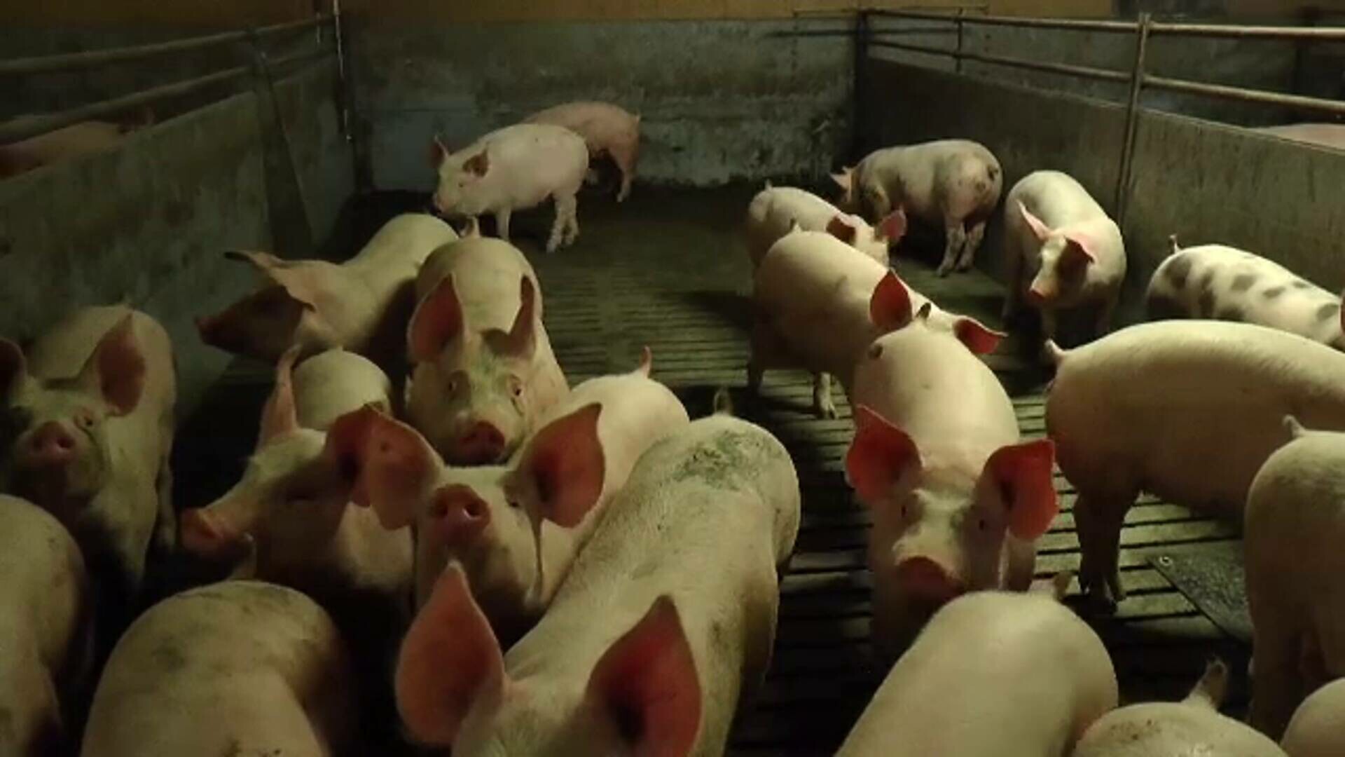 Focar de pestă porcină în Mehedinți. Peste 1.500 de porci sunt sacrificați la o fermă din Devesel