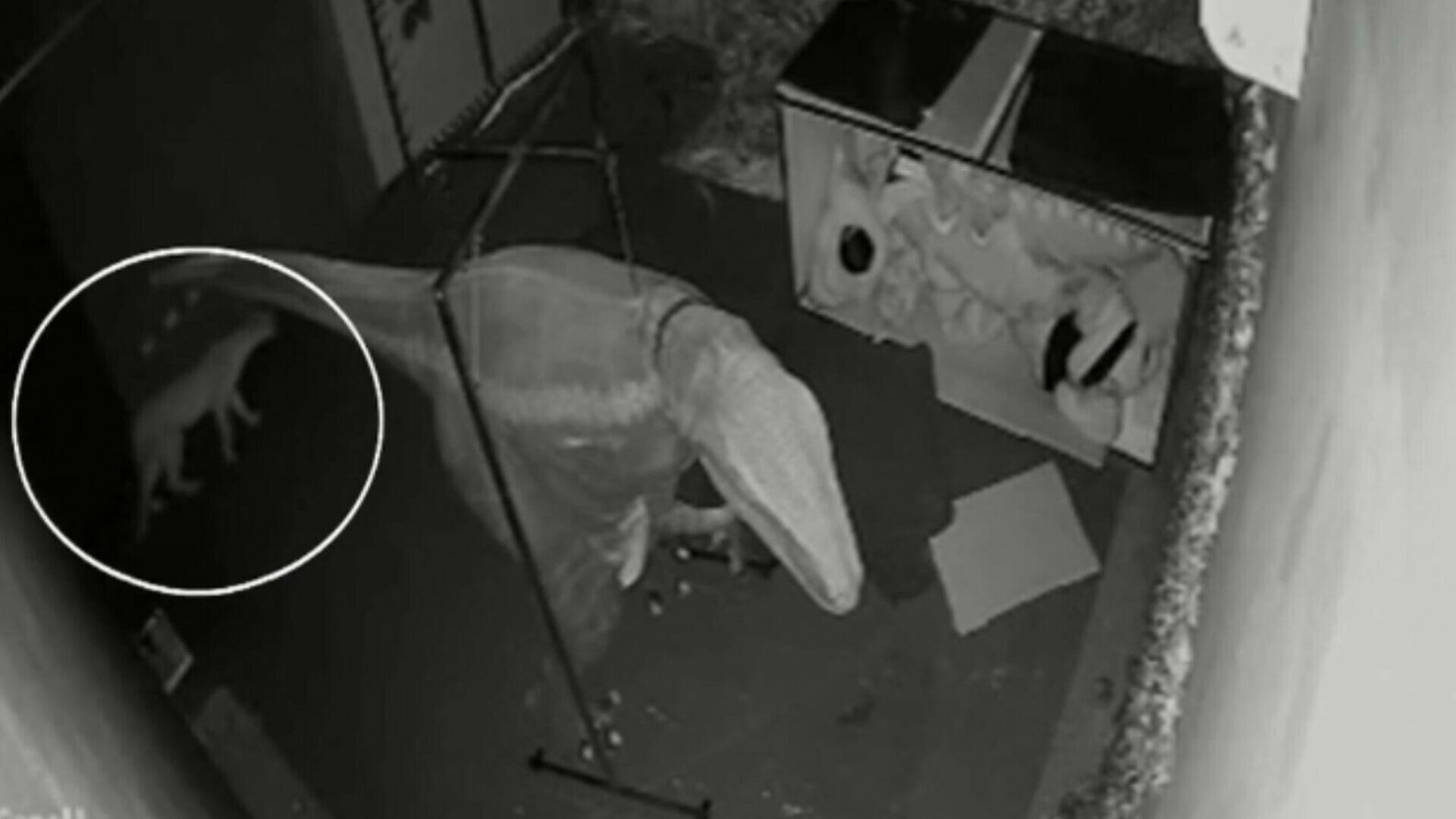 Alertă într-un restaurant din Sao Paulo, după ce o pumă a pătruns în clădire înainte de închidere