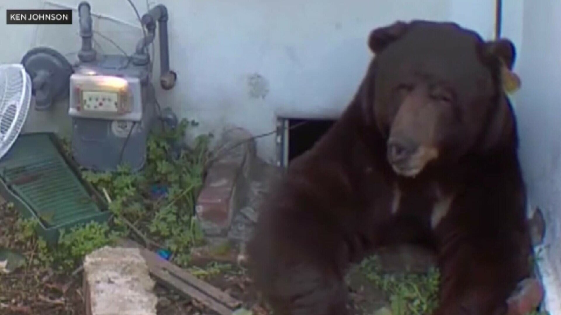 Urs de 250 de kilograme, instalat sub casa unei familii din California. Autoritățile nu reușesc să-l alunge