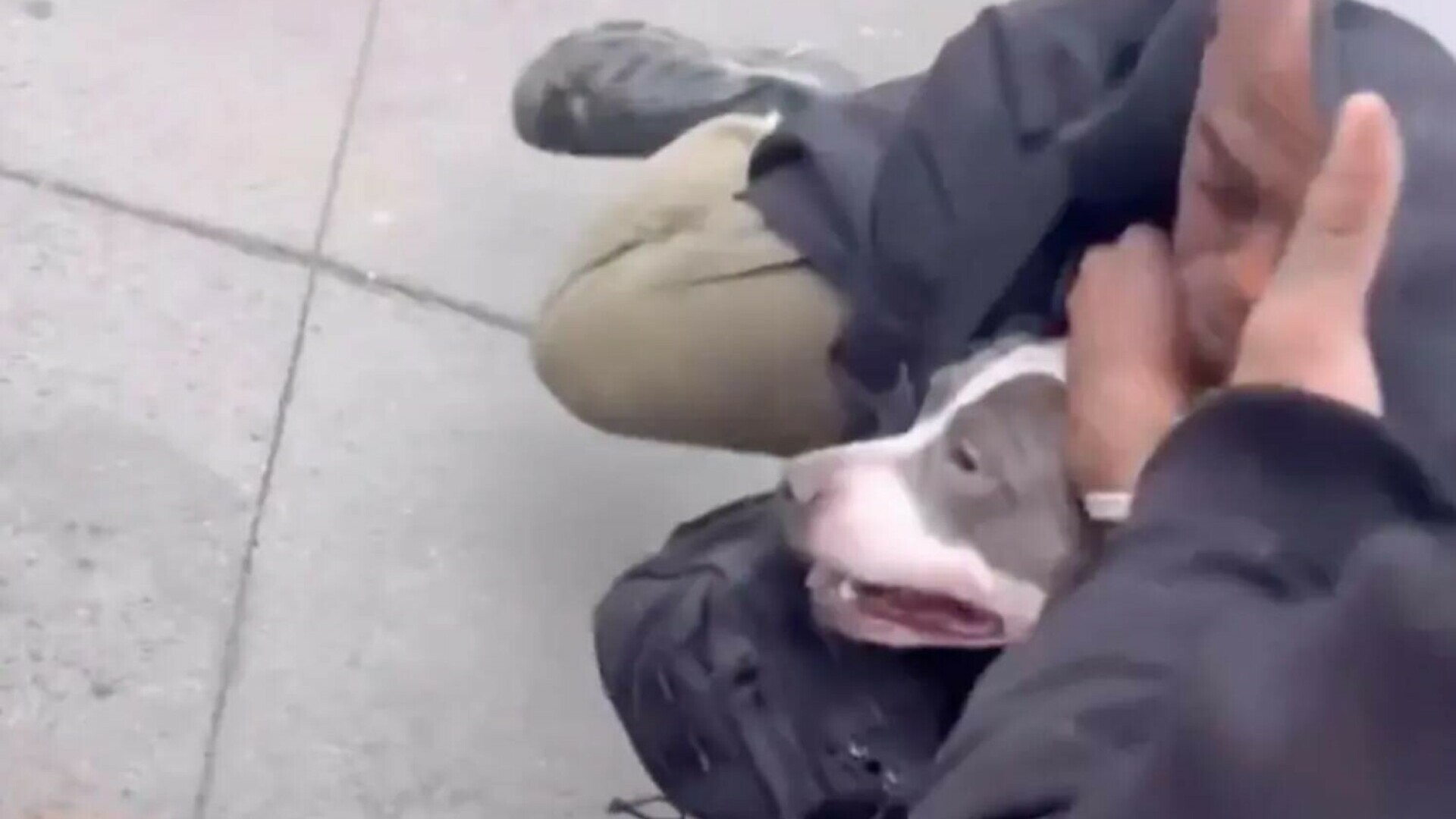 Atac șocant în Manhattan. Un pit bull a mușcat un copil de un an, iar proprietarul a plecat calm de la fața incidentului