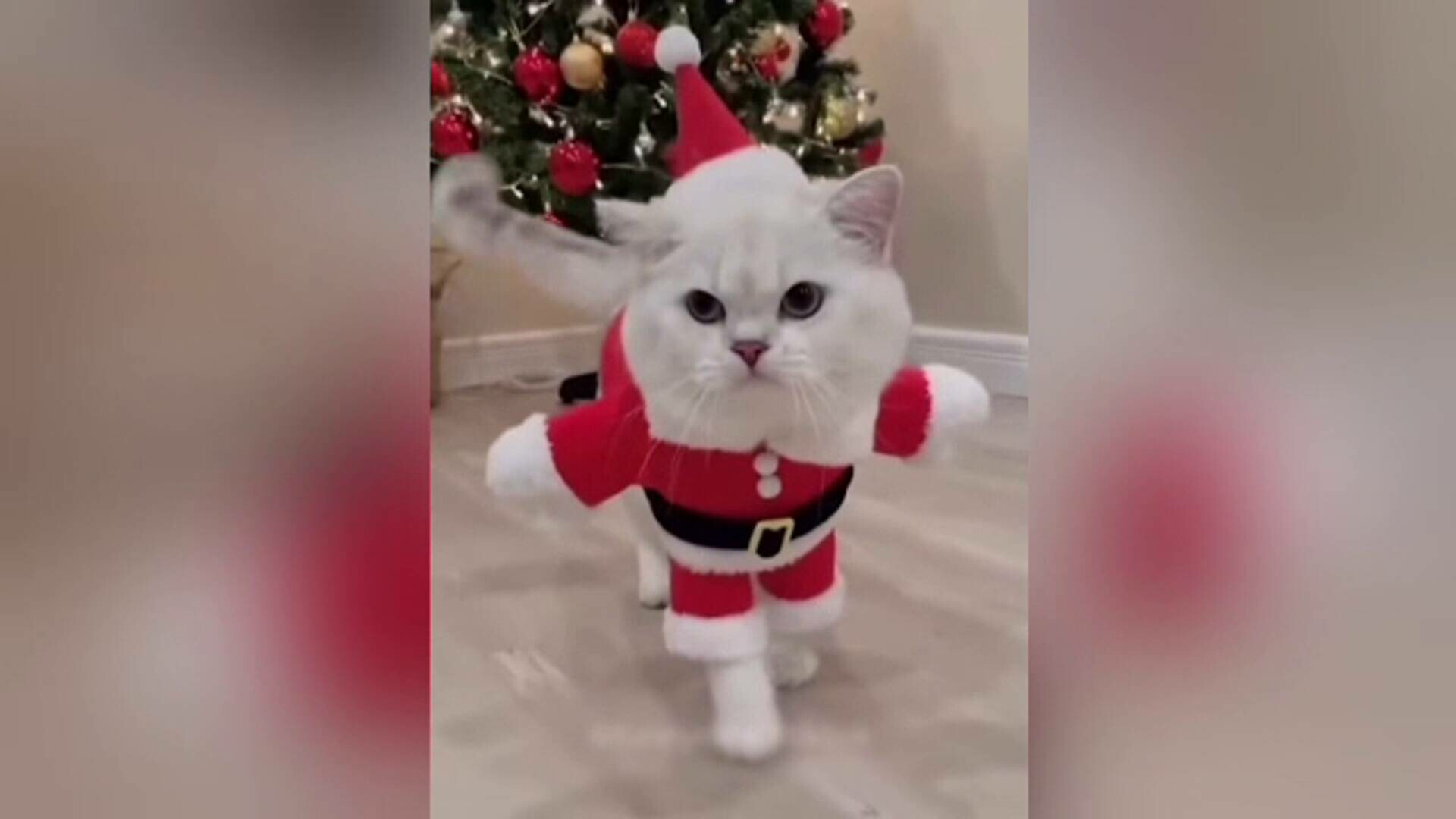 Spiritul Crăciunului a invadat internetul. De la gafe în familie filmate pe ascuns la animale care dau viață sărbătorilor