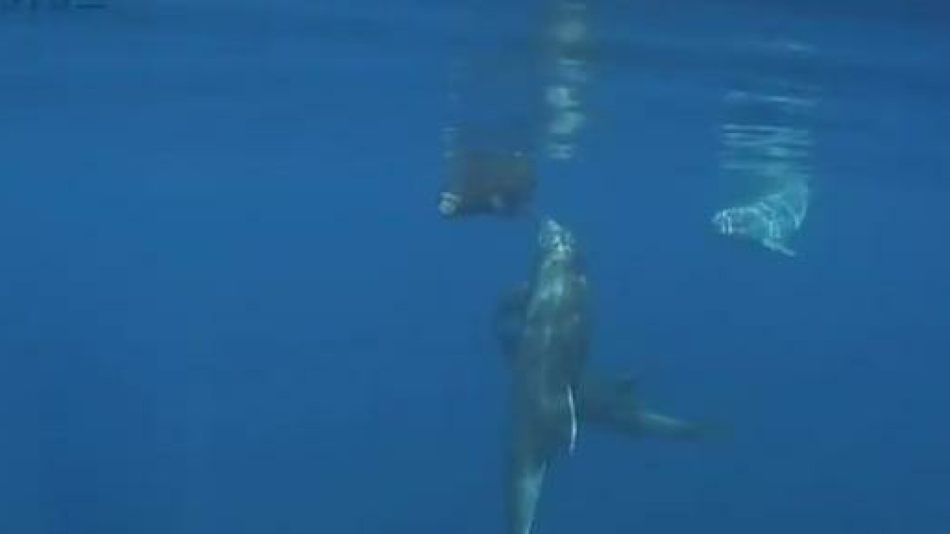 delfini salveaza o foca