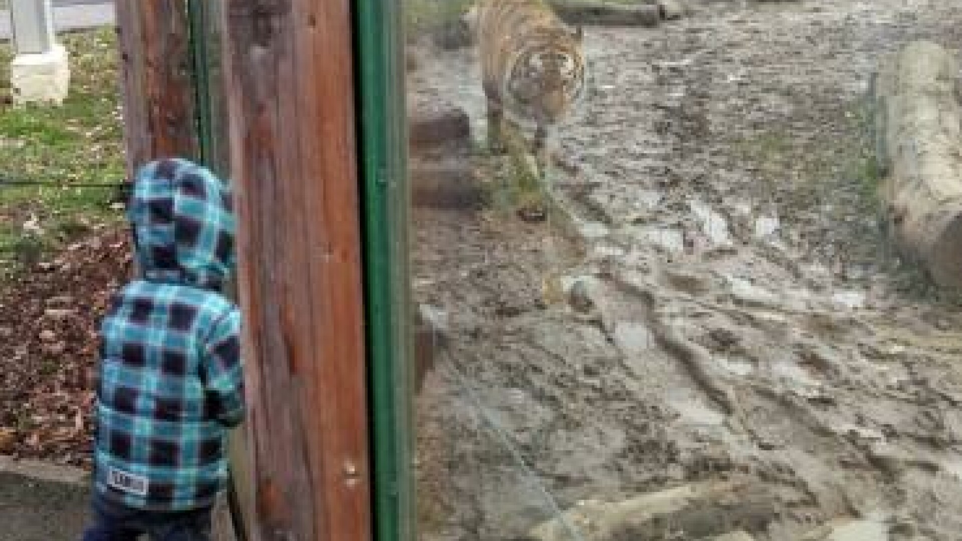 Blocați în grădina zoologică