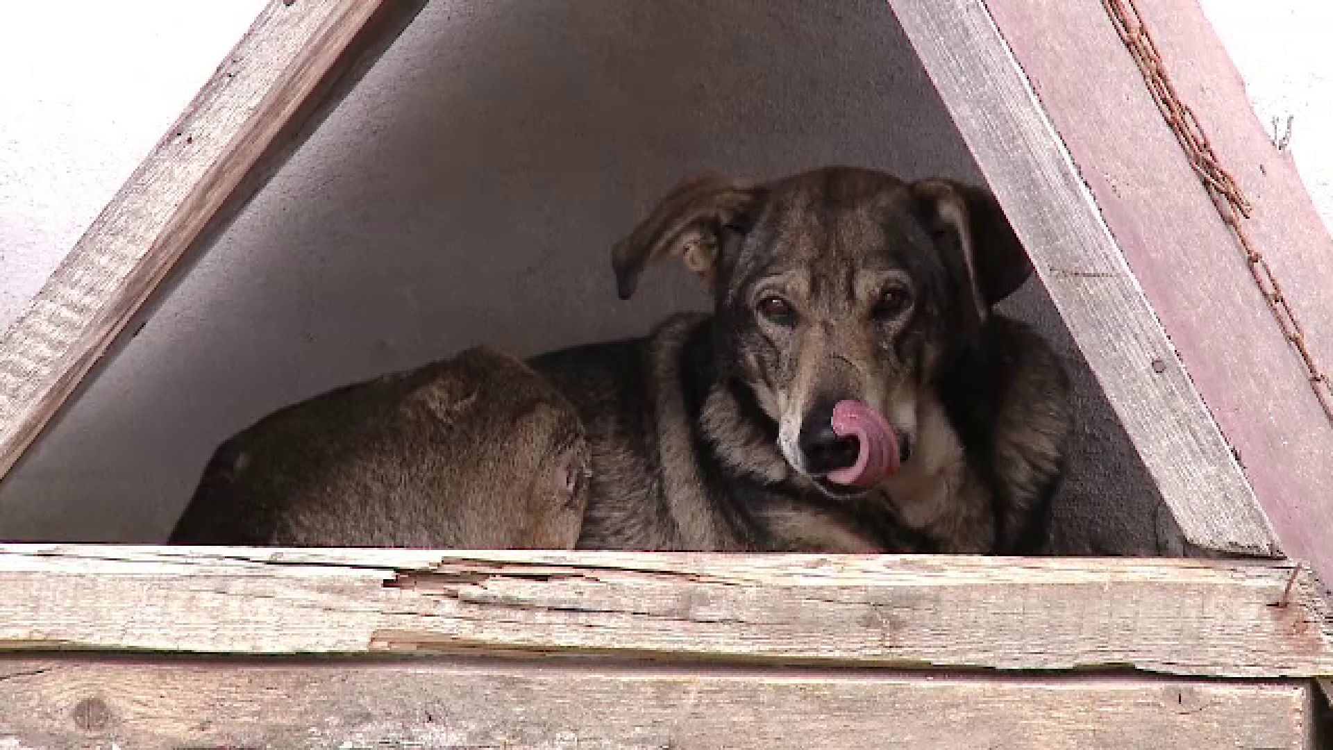 Vietnamezi angajați într-o comună din Cluj, acuzați că au mâncat câinii localnicilor