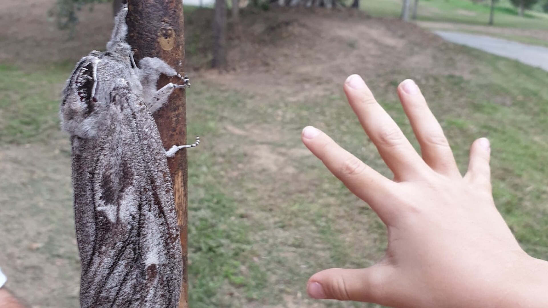 O molie de mărimea unei palme a fost descoperită în Australia