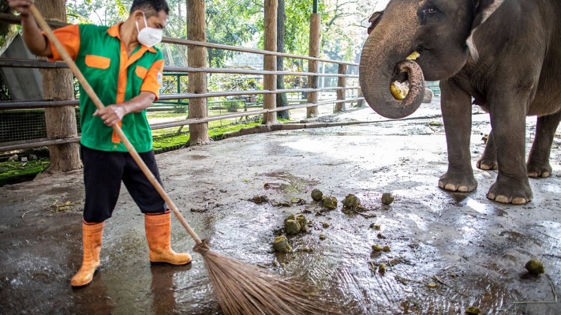 Un elefant a ucis un angajat al unei grădini zoologice cu o singură lovitură de trompă