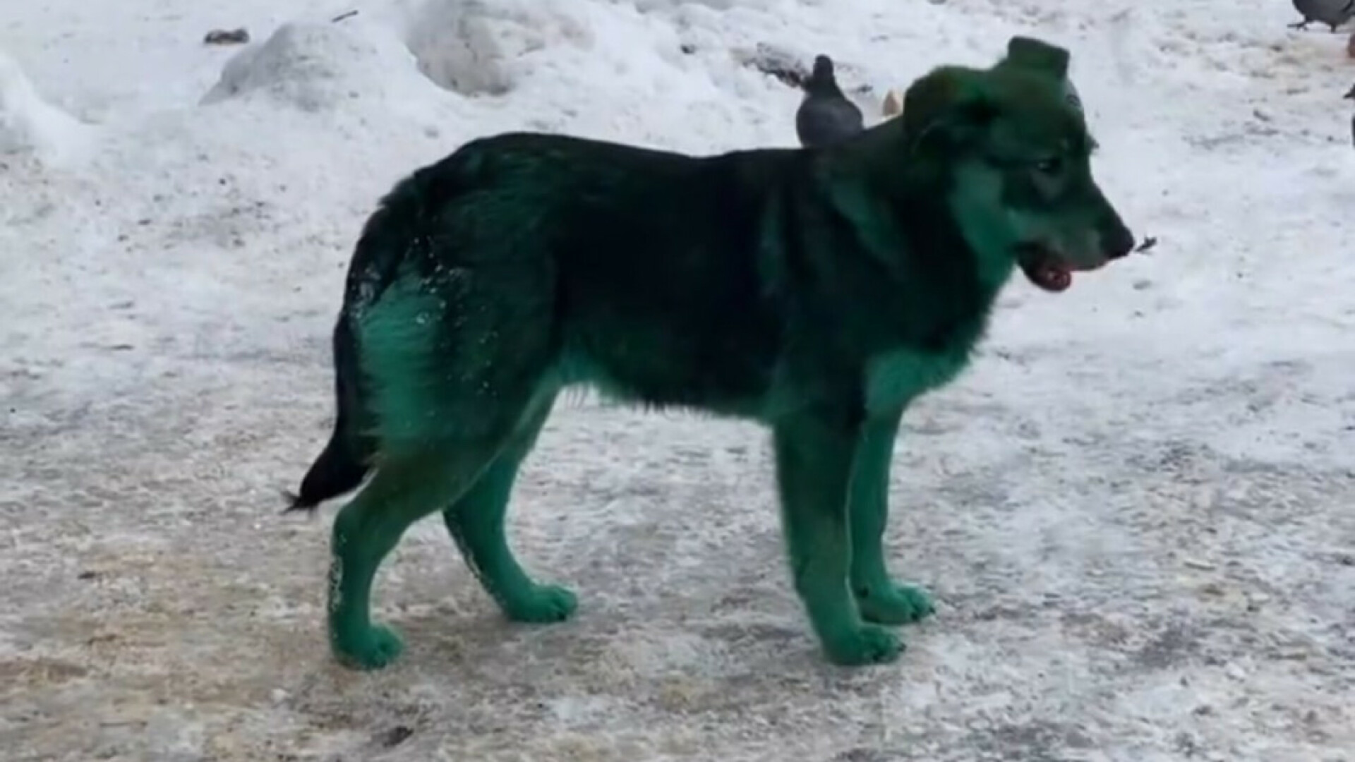 Câini cu blana verde, într-un oraș din Rusia. În altă parte sunt unii roz