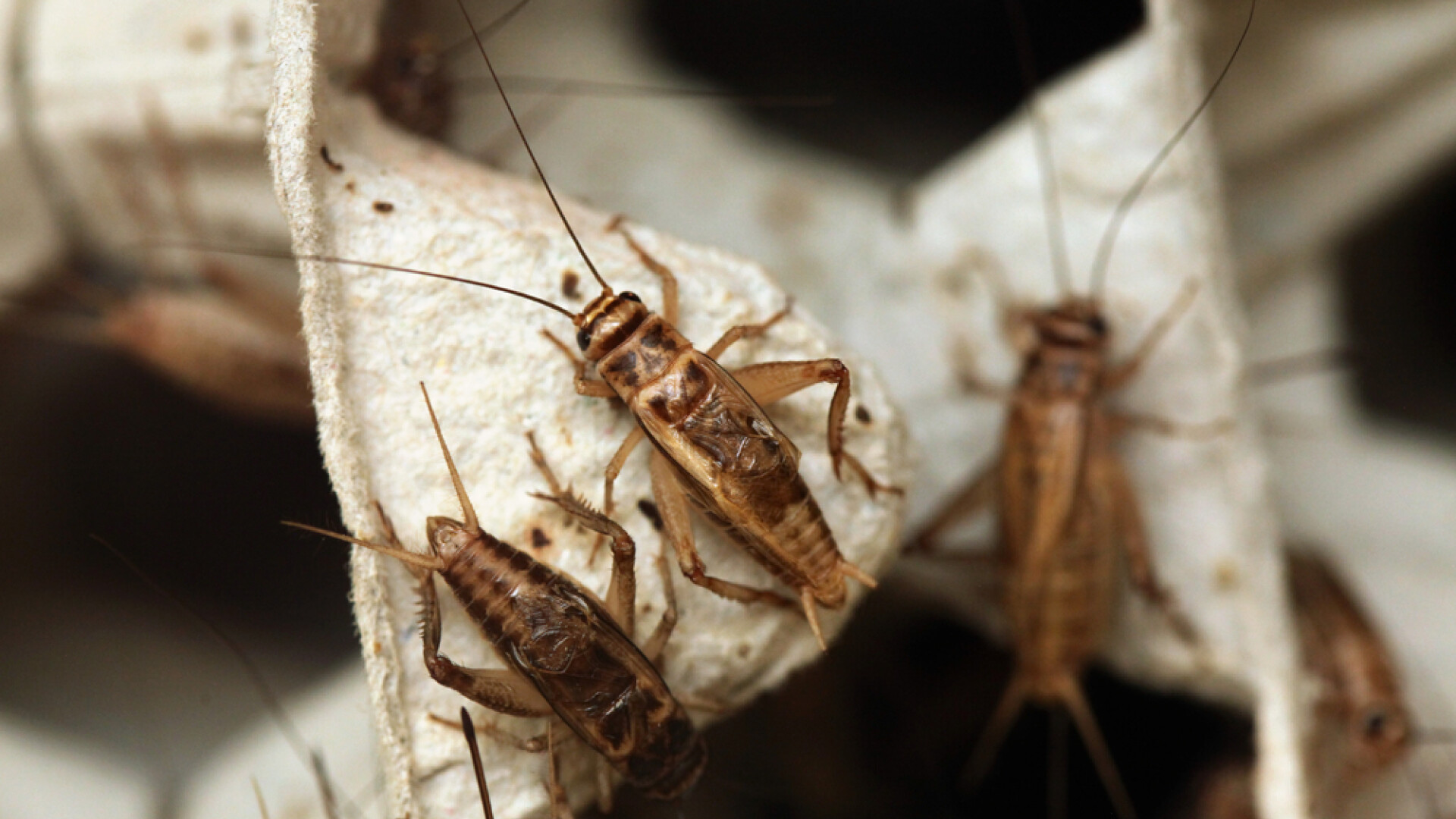 Alimentele cu proteine de insecte, cu etichete vizibile și pe rafturi separate, în Ungaria. Opoziție față de CE