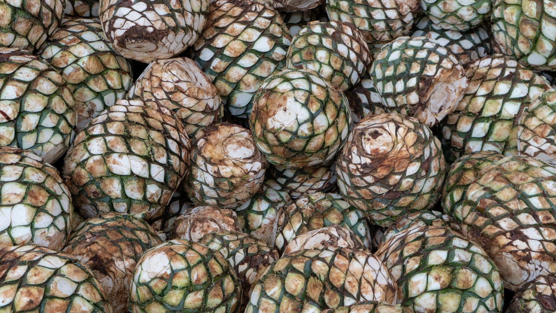 agave