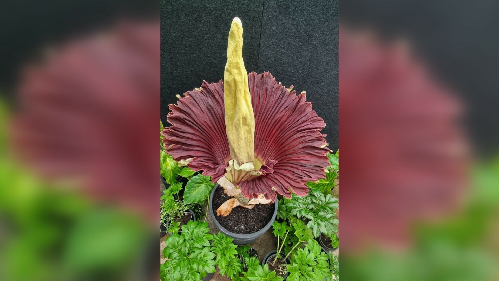 floare cadavru australia