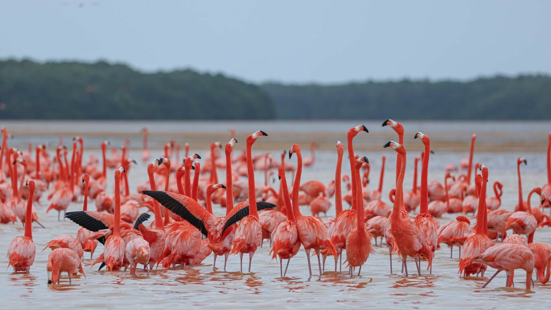 flamingo
