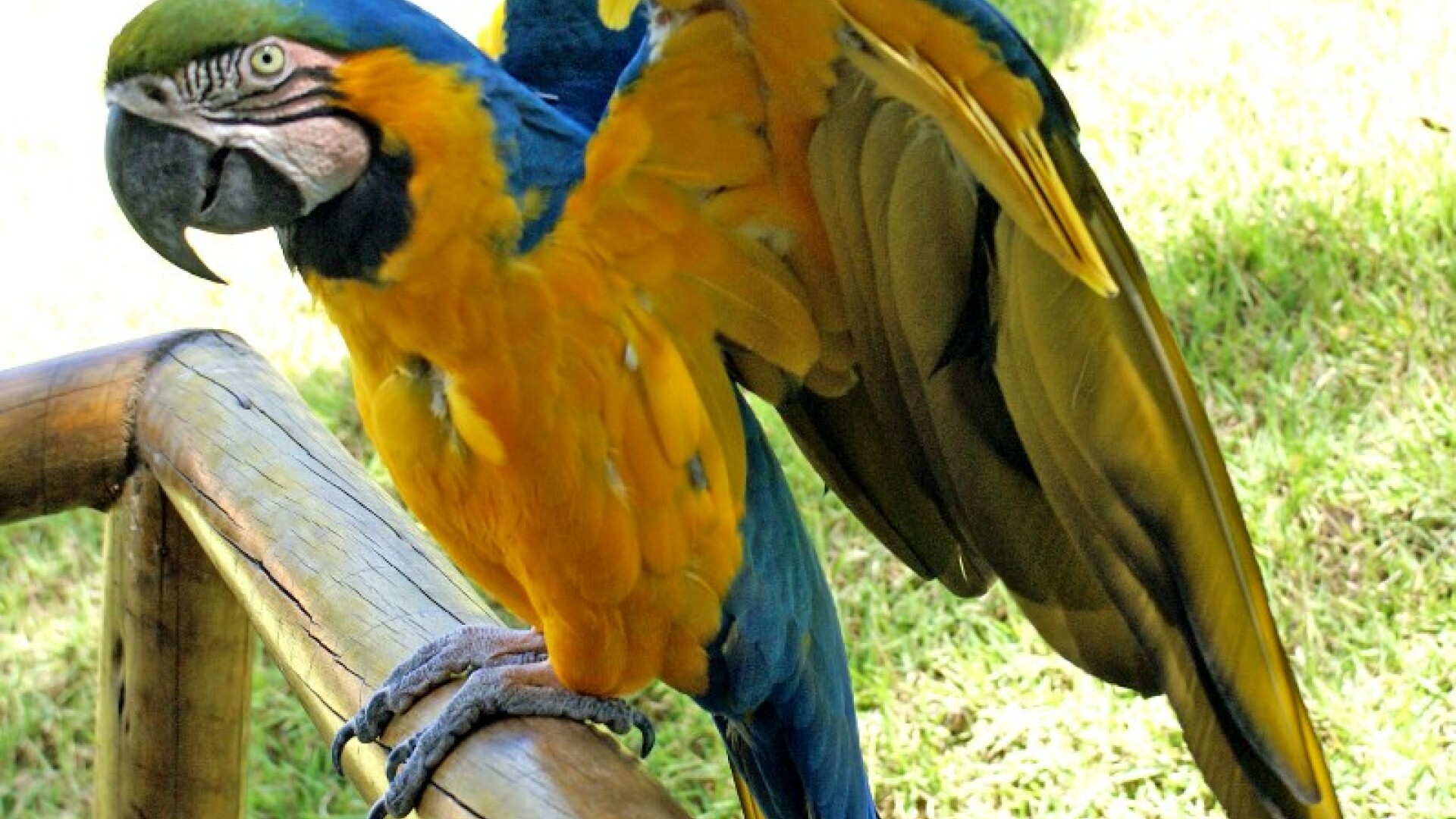 Papagali