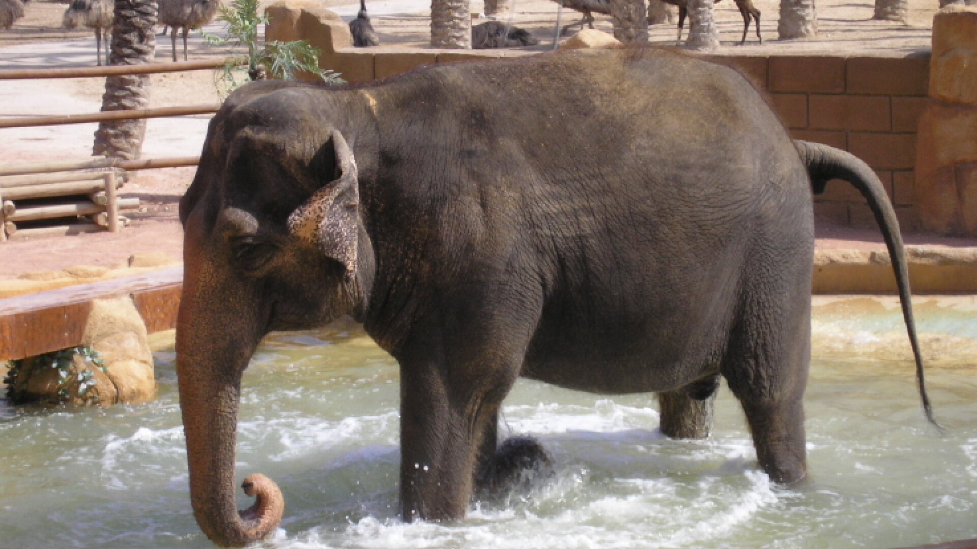 Seful Gradinii zoo din Kiev, concediat pentru ca n-a imperecheat elefantul