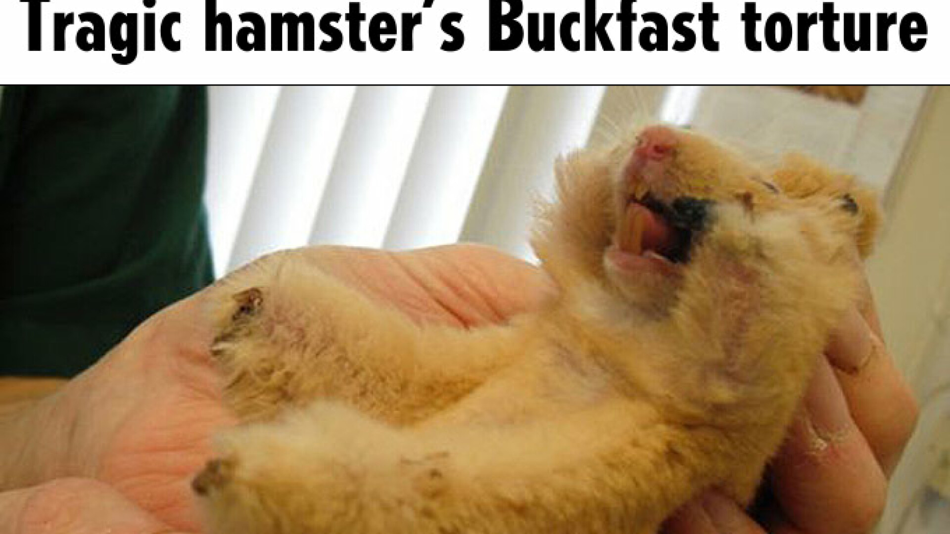 Hamster chinuit