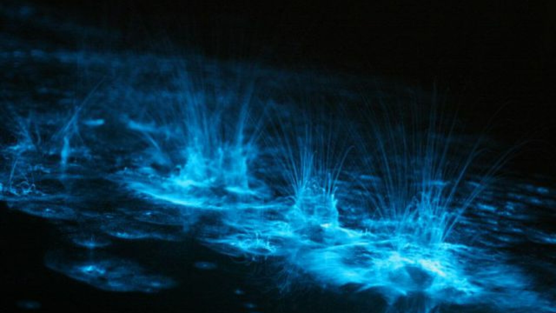 bioluminiscenta