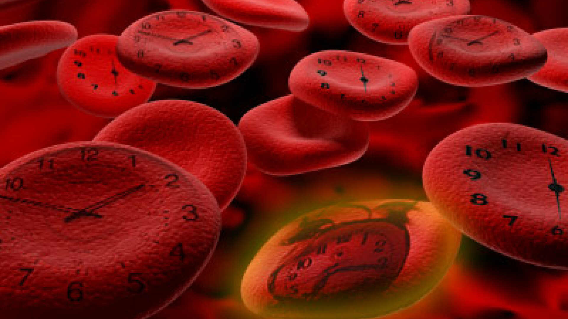 Globulele rosii - ceasurile corpului uman