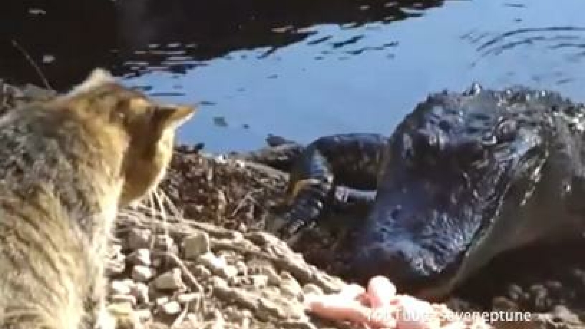 pisica se bate cu un aligator