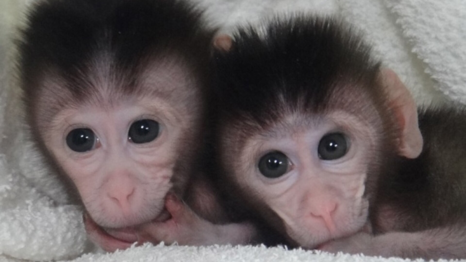 Maimute modificate genetic