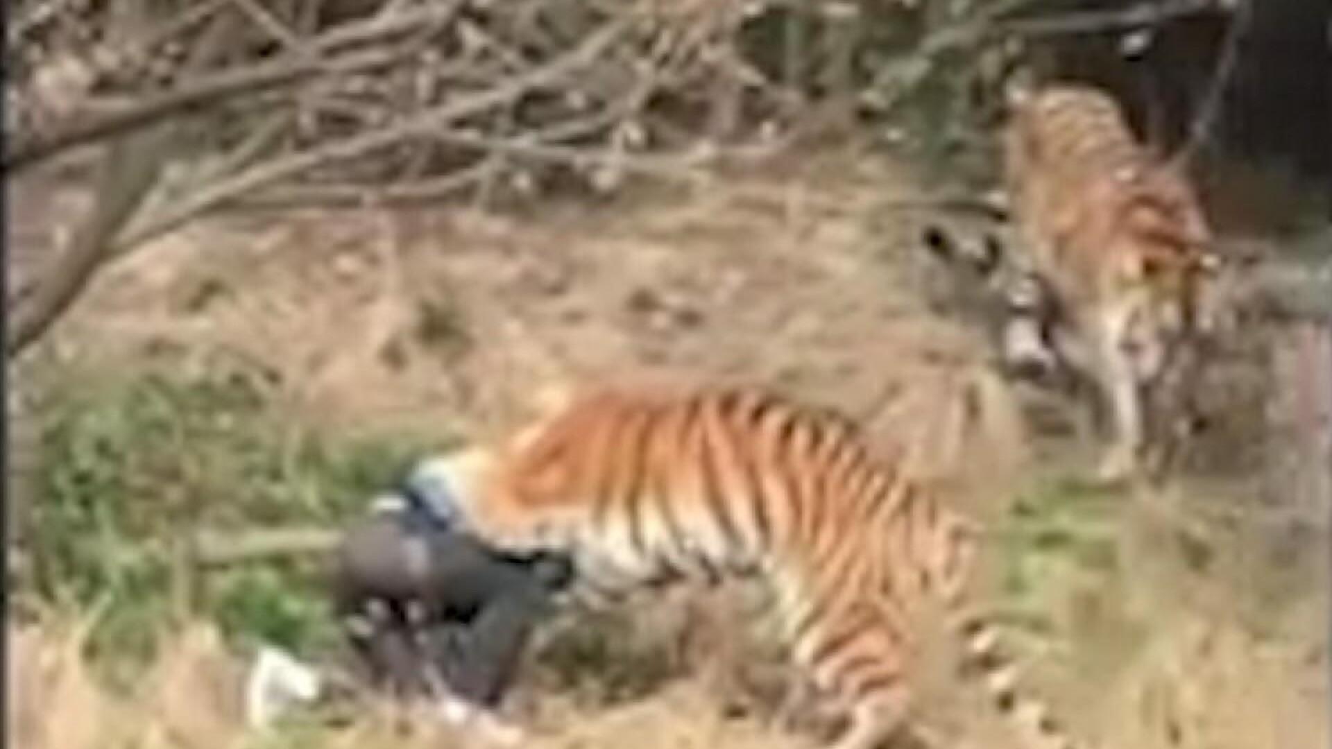 barbat atacat de tigri