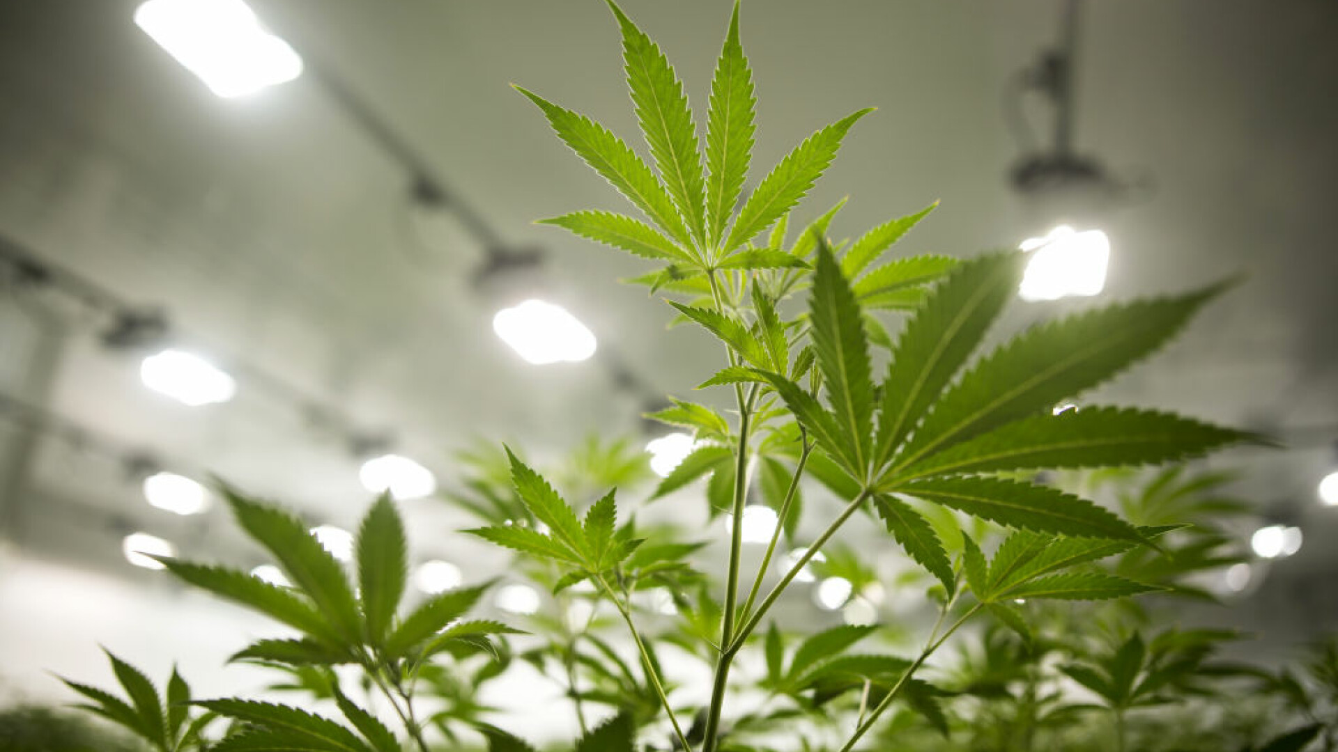 plante de marijuana intr-o cultura legala