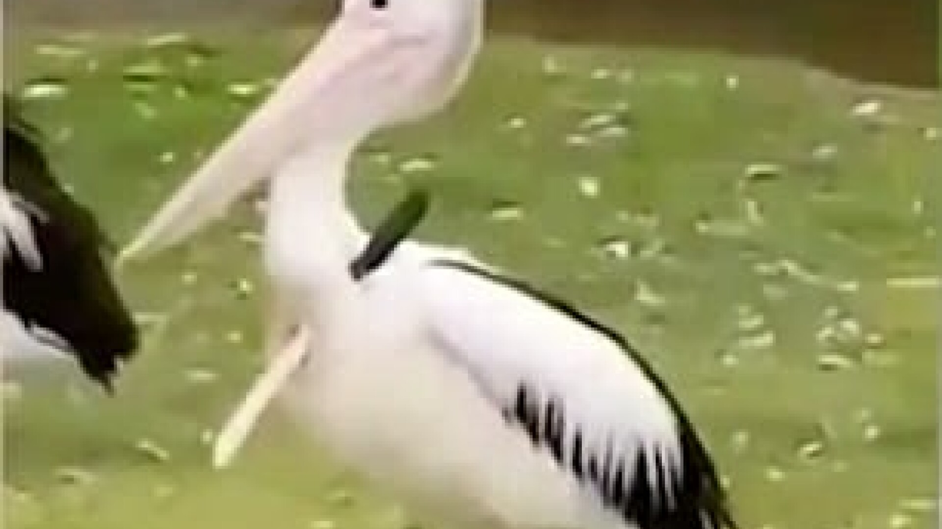 pelican cu un cutit in aripa