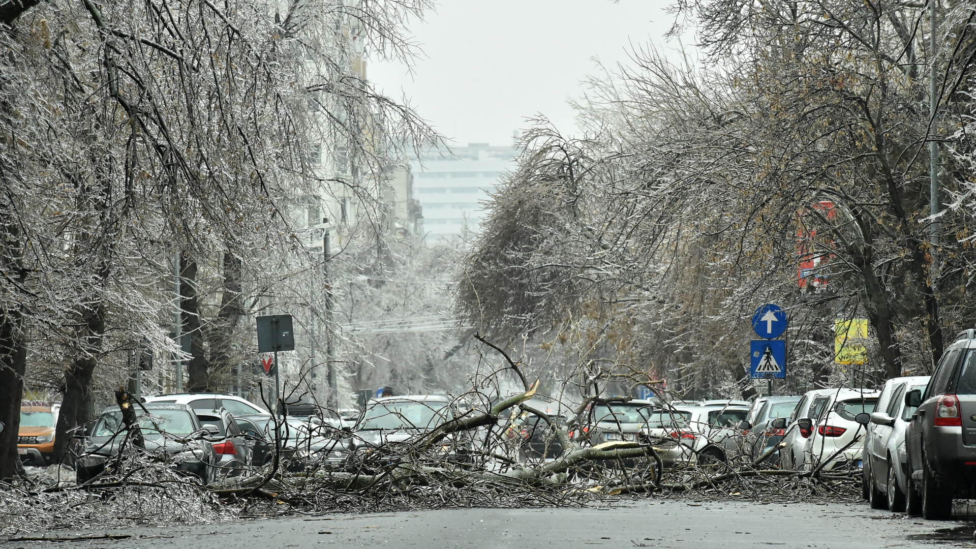 Mașini, avariate din cauza copacilor căzuți pe străzile din București