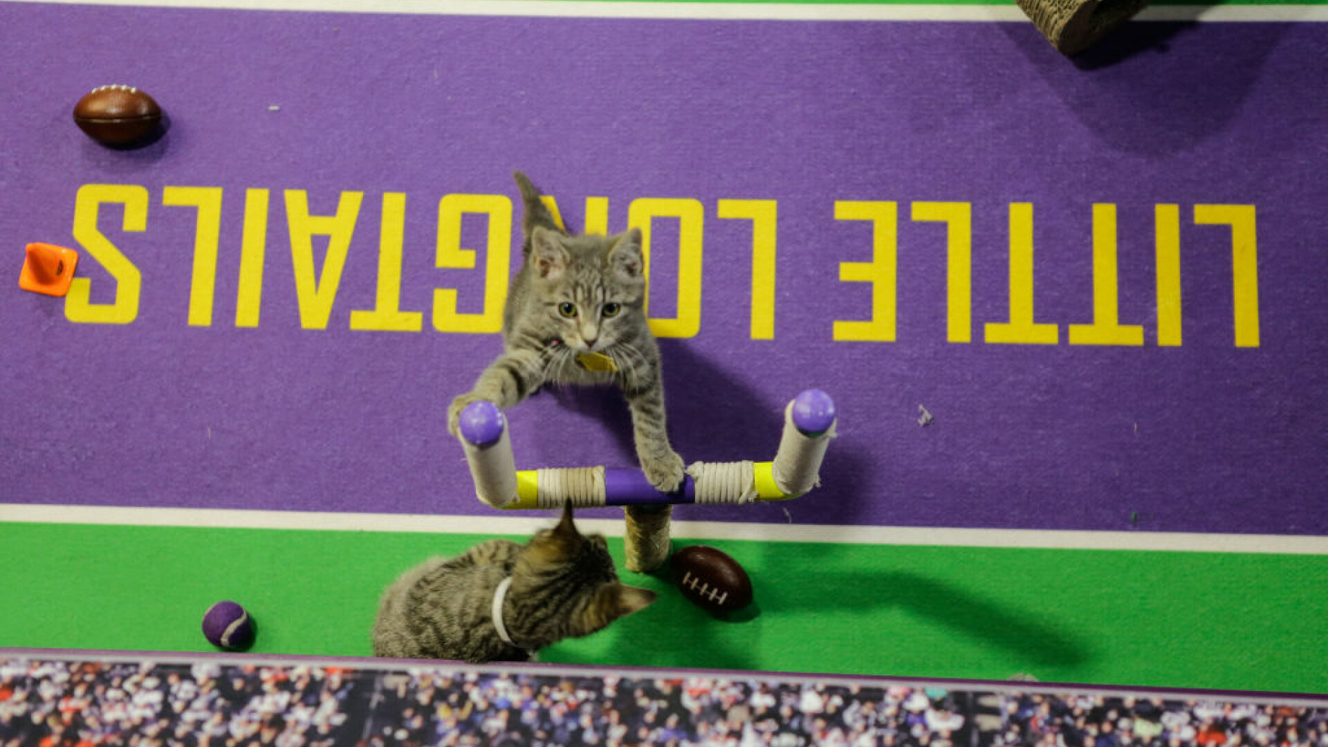 kittenbowl