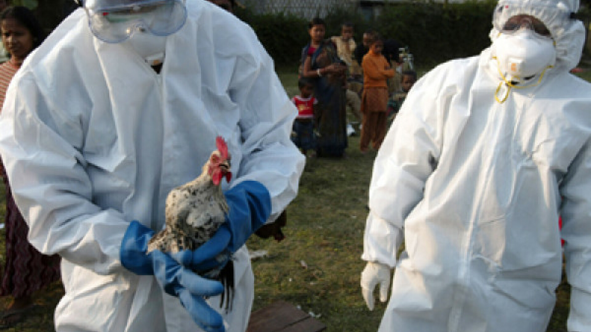 Gripa aviară, descoperită de Ungaria la o fermă din apropiere de graniţa cu România