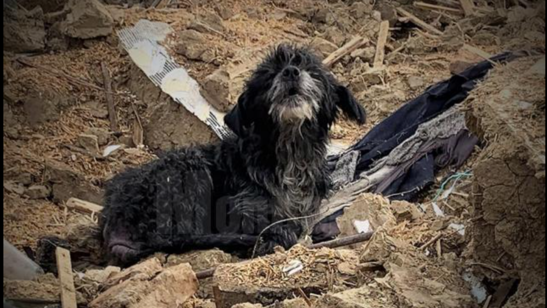Un câine din Suceava a continuat să păzească o casă și la trei ani după ce i-au murit stăpânii