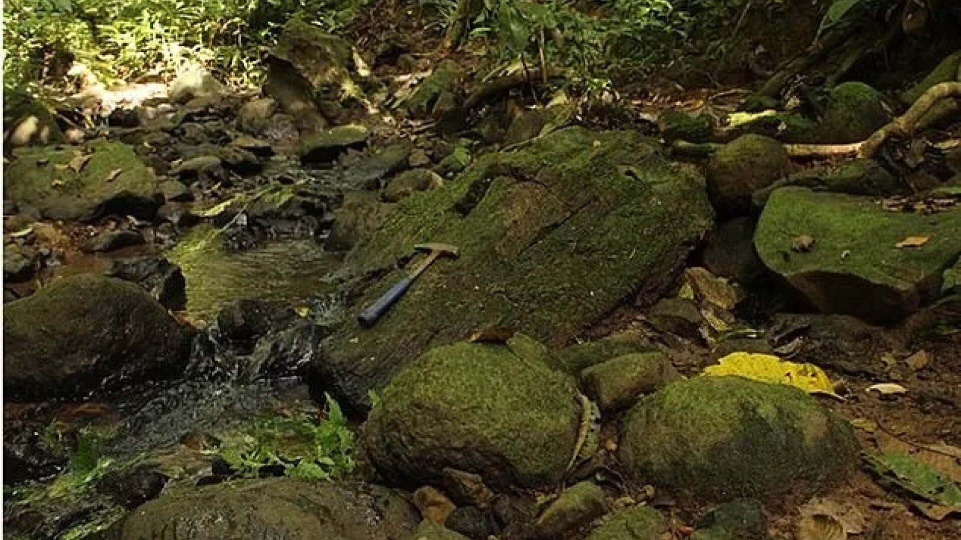 Pădure fosilizată de mangrove, veche de 23 de milioane de ani, descoperită în Panama