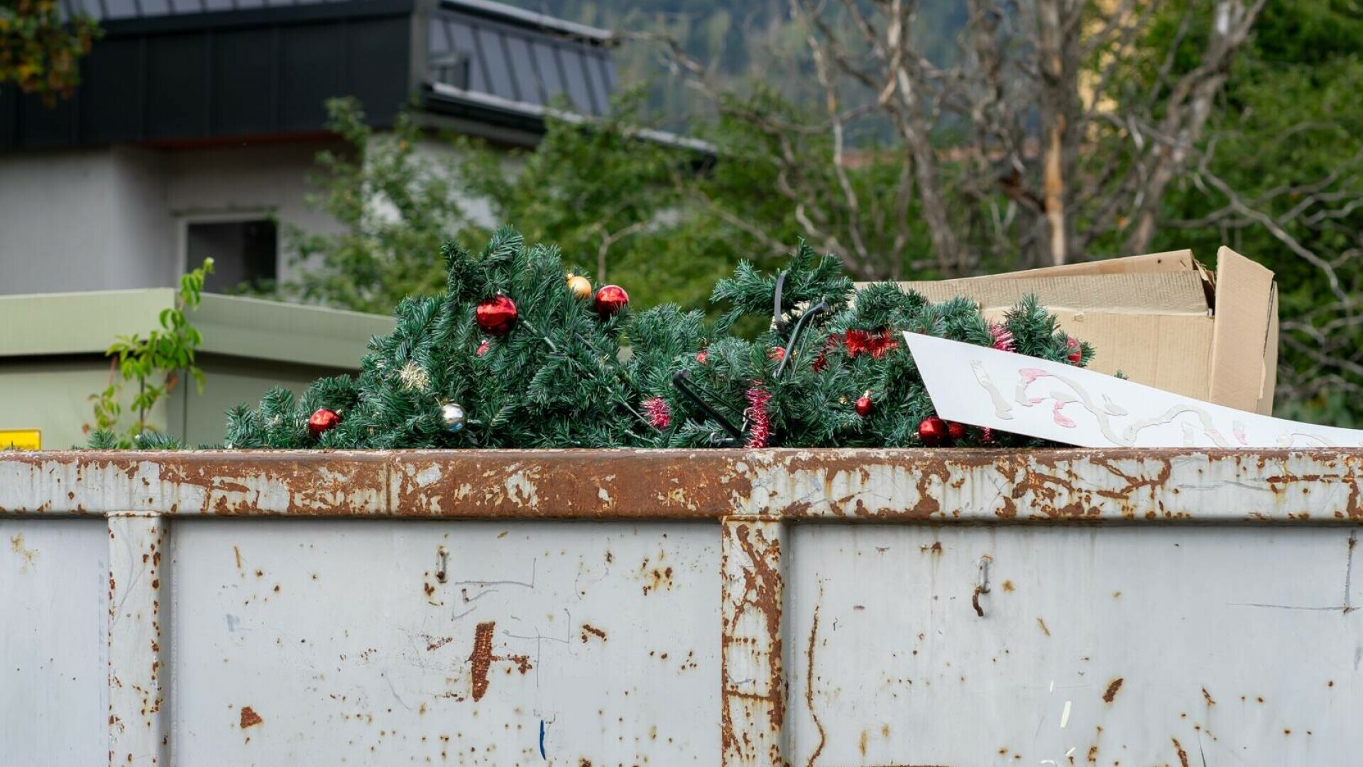 brad de craciun gunoi