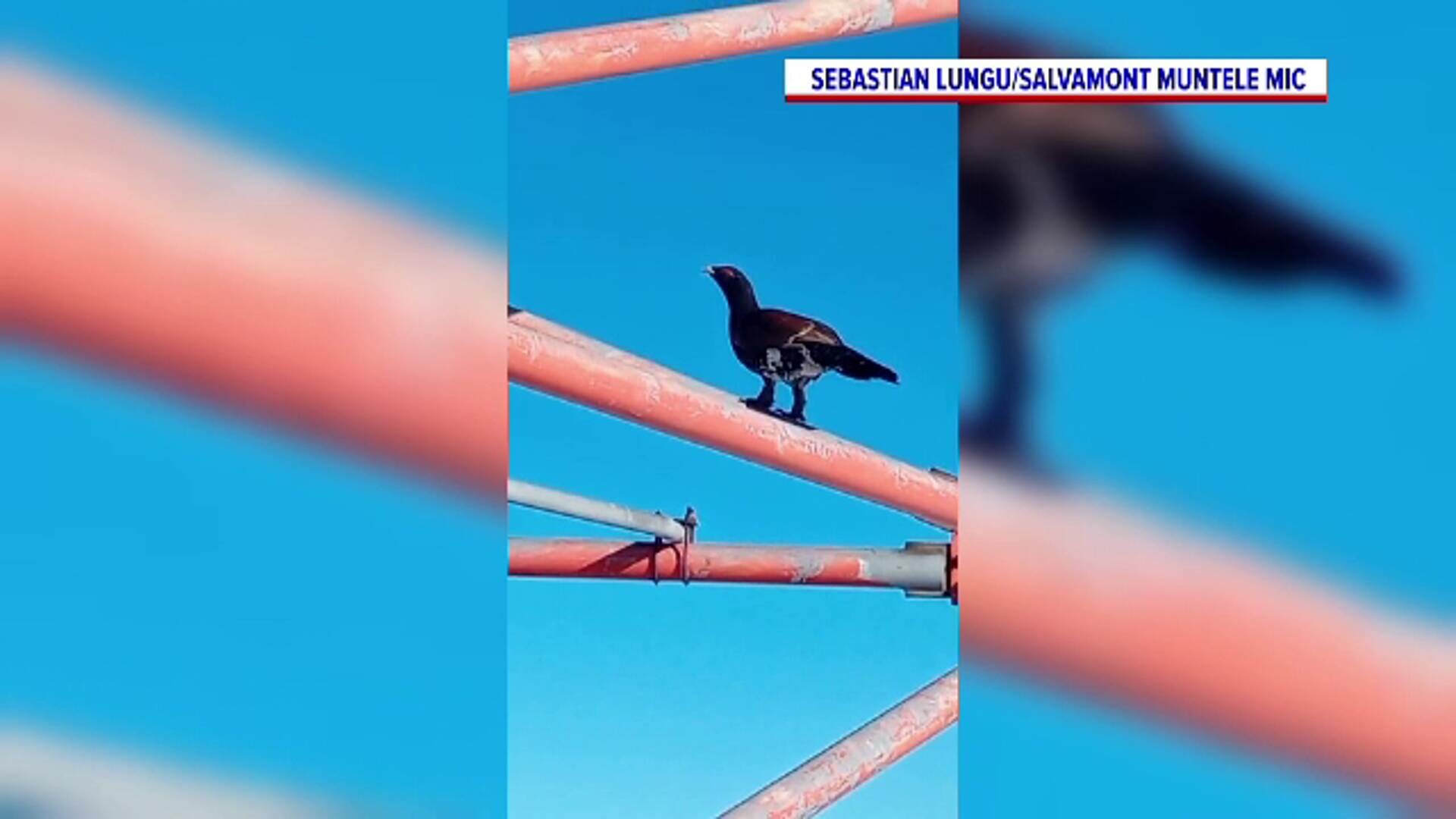 cocoș de munte