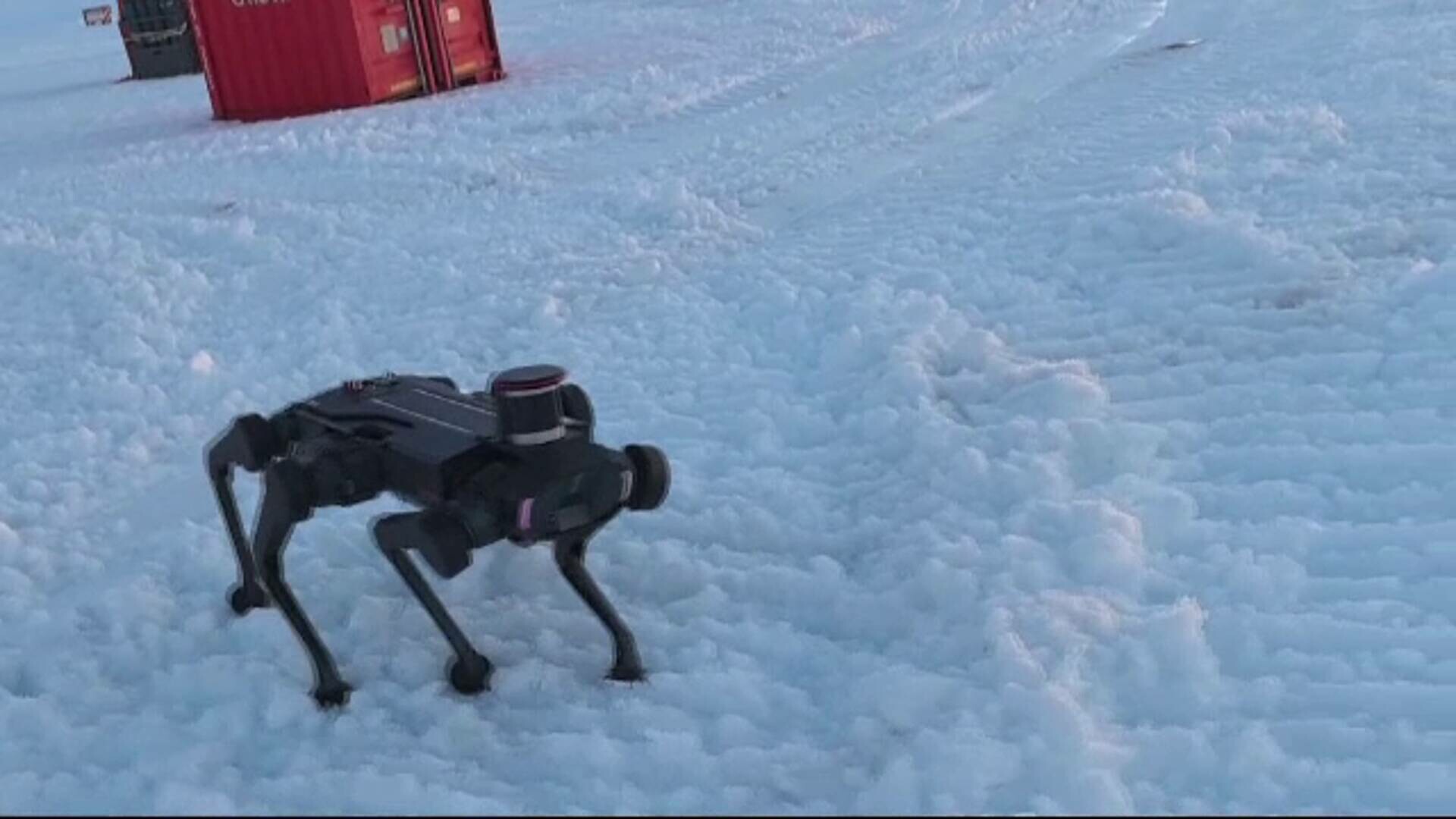 caine robot china