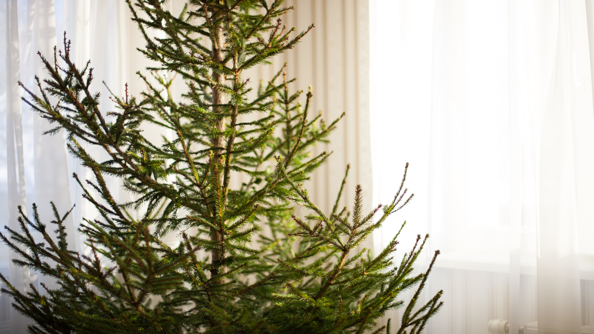 Când trebuie despodobit bradul de Crăciun. Ce spun preoții despre pomul împodobit de sărbători