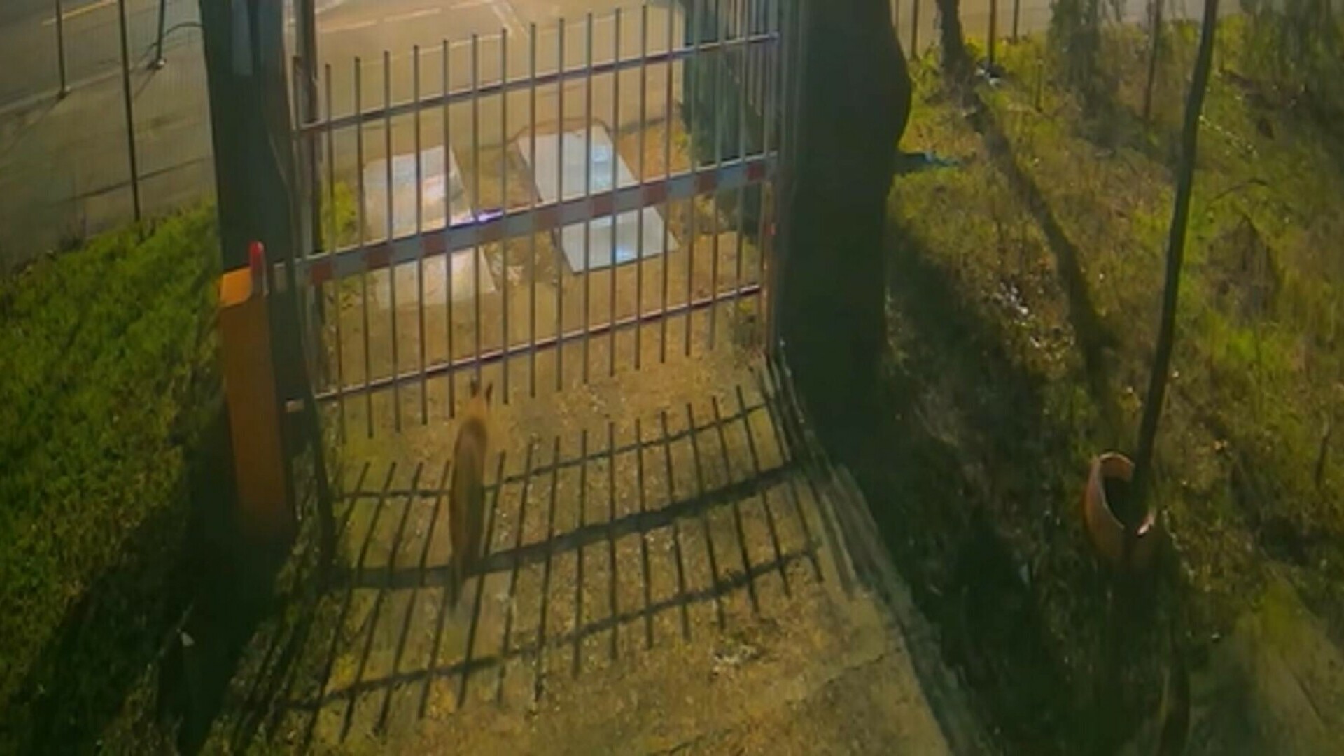 Trei vulpi au apărut în centrul Bucureștiului. „Prezenţa acestor animale este un semnal” | VIDEO