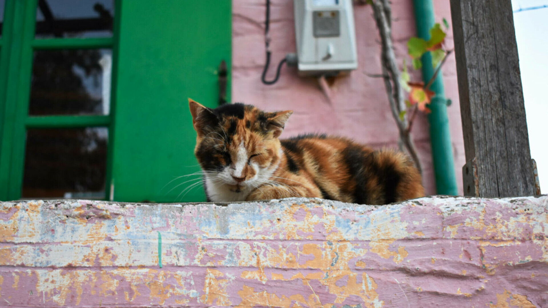 pisica insula grecia