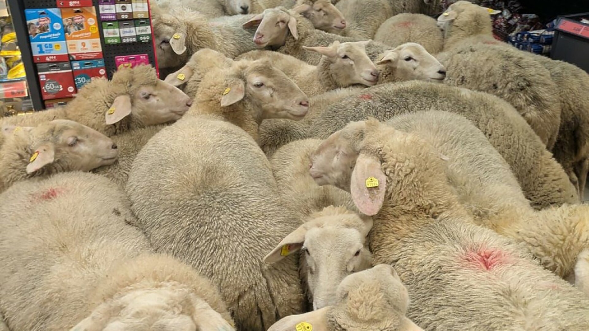 Momentul în care o turmă de oi intră într-un supermarket din Germania. „Căutau o ofertă specială”. VIDEO viral
