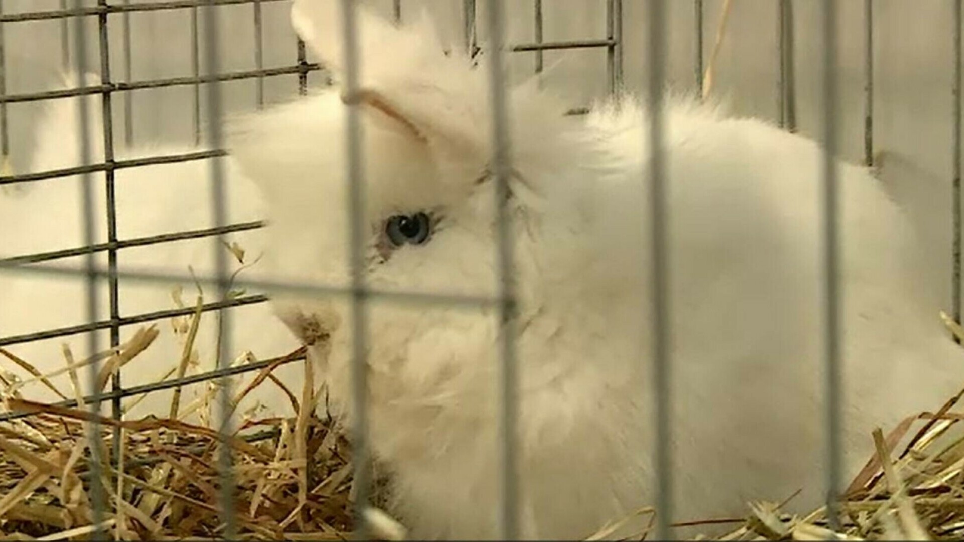 Porumbei și iepuri uriași, vedetele unei expoziții la Craiova. Un exemplar costă chiar și mii de euro