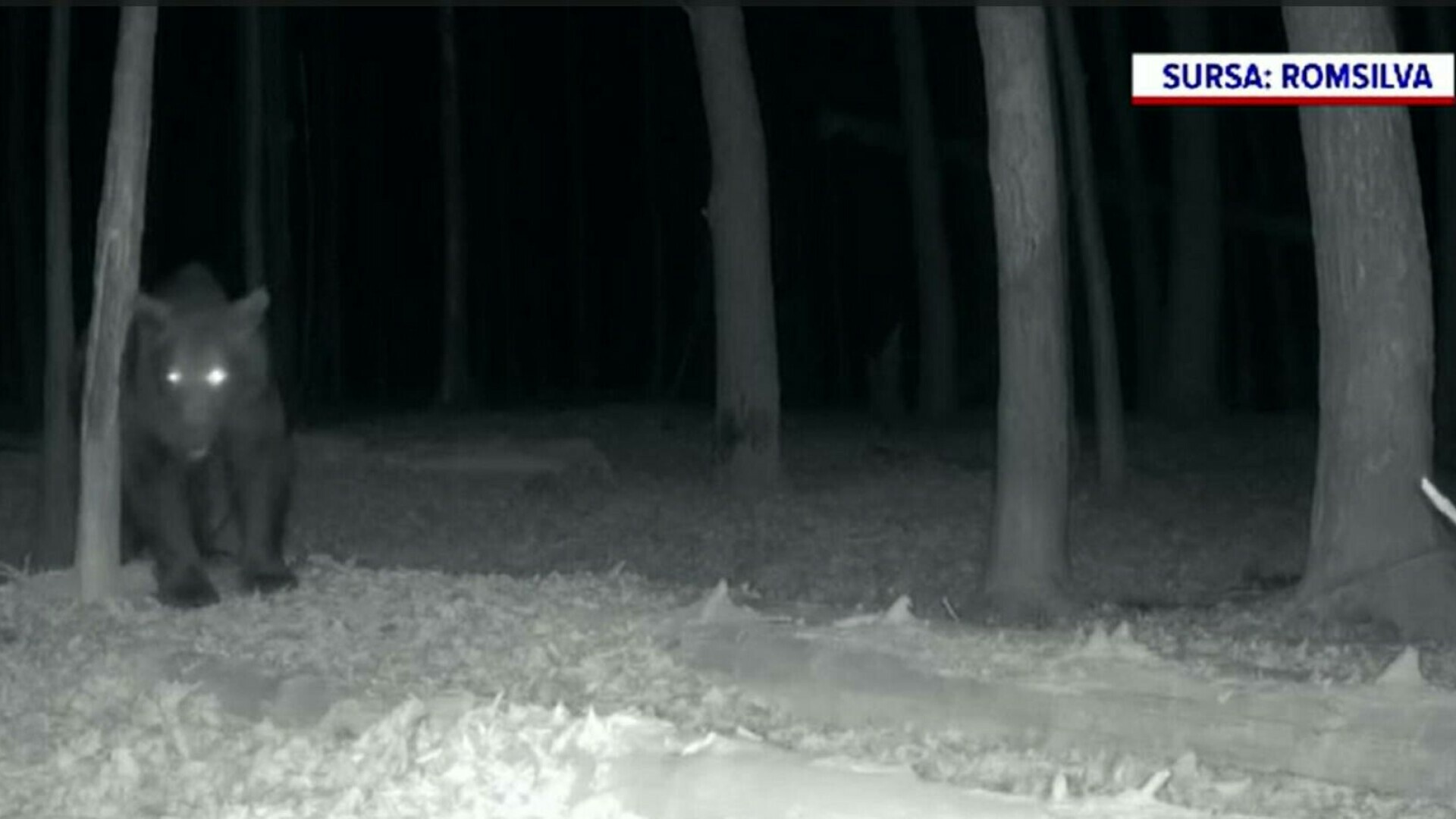 Întâlnire de „gradul zero” în Parcul Național Defileul Jiului. Un mistreț și un urs s-au trezit față în față