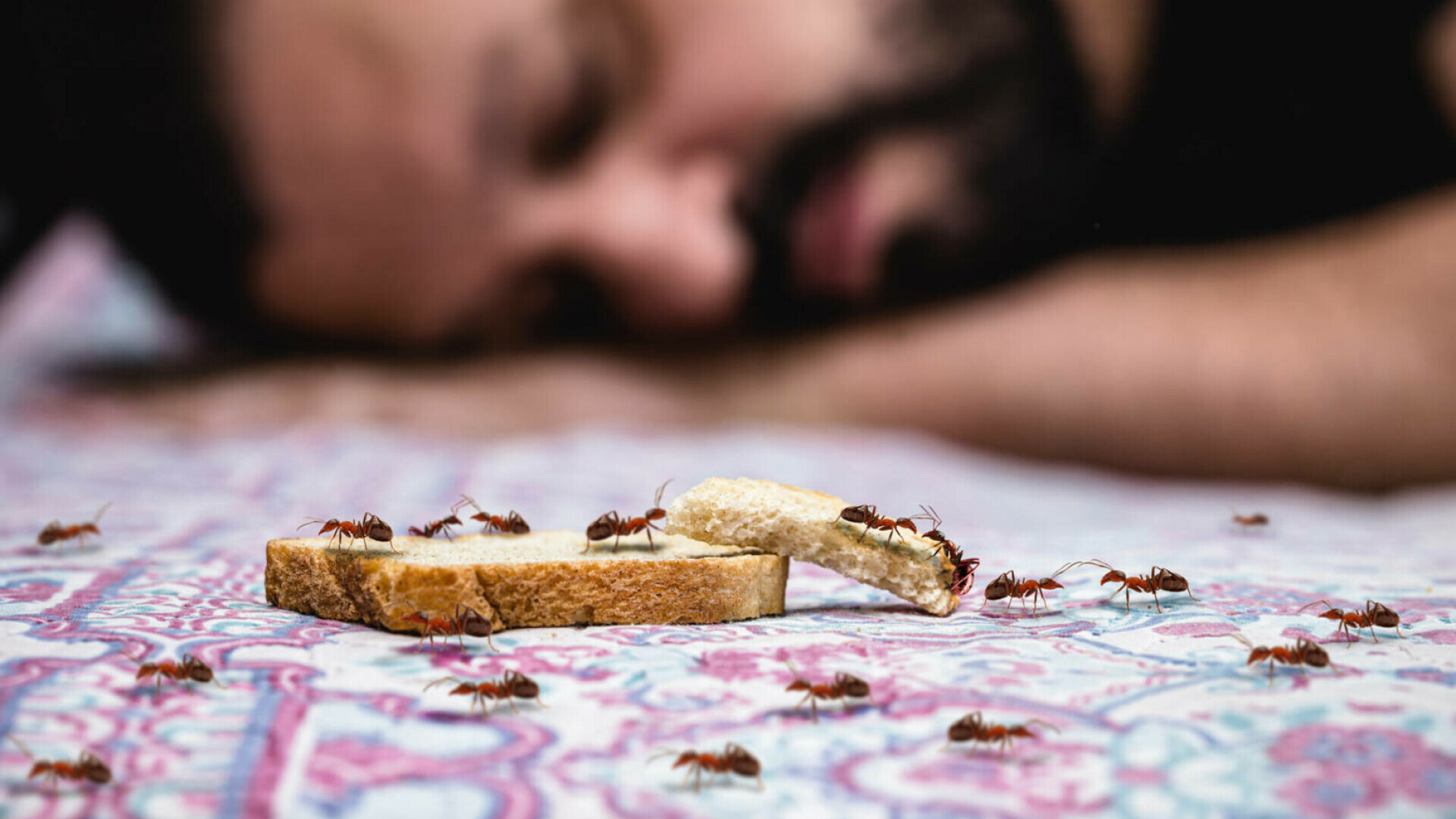 ”Furnica electrică” amenință Europa. Cât de periculoasă este una dintre cele mai agresive specii invazive din lume