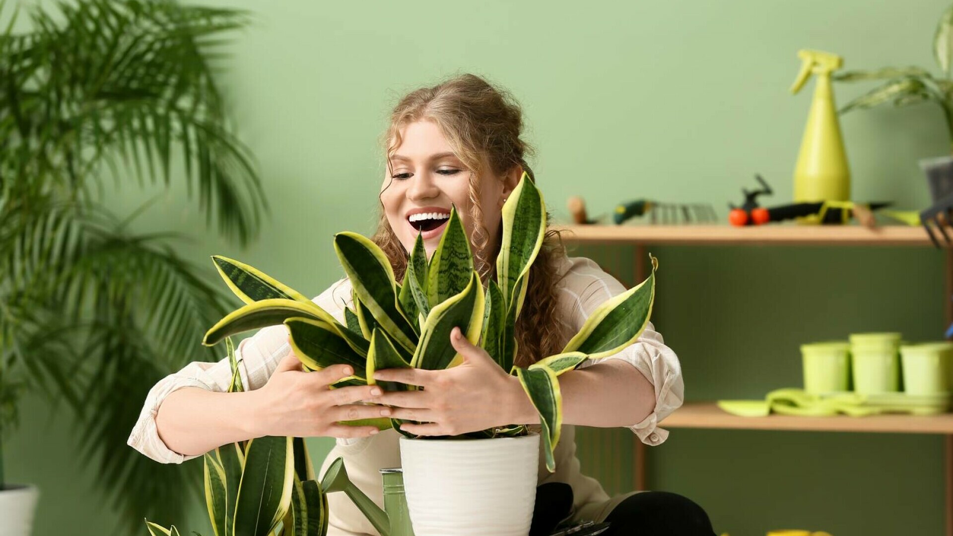 Plante pe care să le ai în casă în 2026 pentru noroc și prosperitate. Ce flori nu trebuie să lipsească din locuință